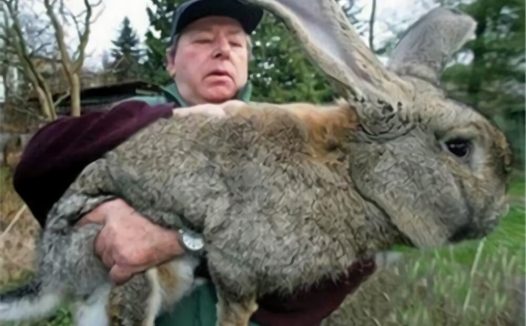 巨型花明兔身份信息