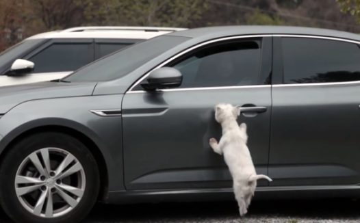 野外偶遇流浪狗,为求收留追人10公里,竟没人愿意带走它