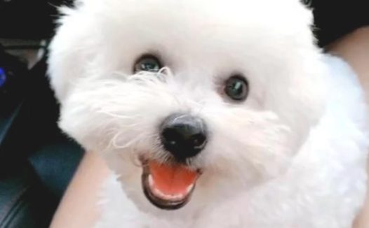 一头白色泰迪,让爸爸妈妈照料了1六个月差点儿认不出来:小脏狗是哪家的?