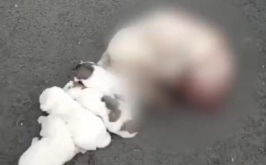 芜湖一学校保安打死喂奶狗妈妈,校方:存在咬人隐患