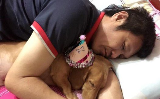 腊肠犬曾被关在阳台 如今变爸妈亲生的