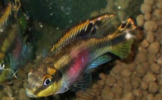 红肚凤凰鱼身份信息