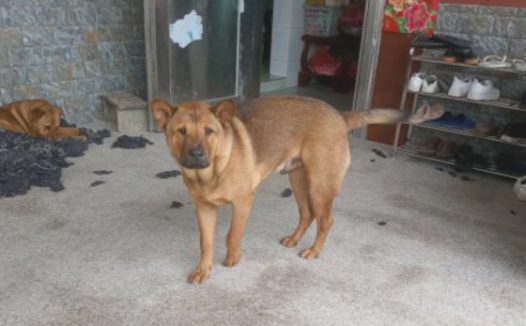 土狗不仅喜欢宅在家中,还特喜欢睡觉,一会儿一觉