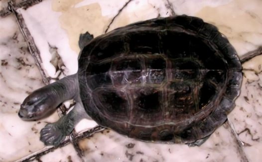 巨型棱背龟身份信息