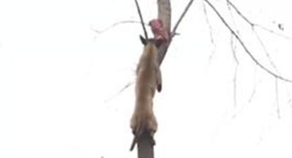 主人训炼马犬,把肉置放三米高树枝,狗狗的姿势令人下颌都掉地面上