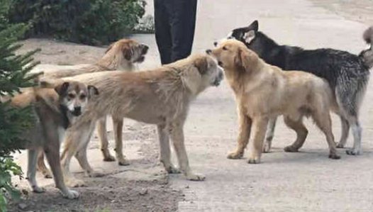 金毛二哈回乡犯公愤，一群土狗拦道抢劫，下一秒主人笑破肚皮