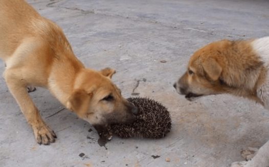 两只土狗在院子里啃东西,女子上前看清后,却赶紧一脚踢开了