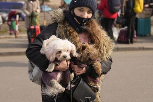 人不如狗!400万乌难民正在流亡,乌克兰宠物却在波兰诊所住VIP房