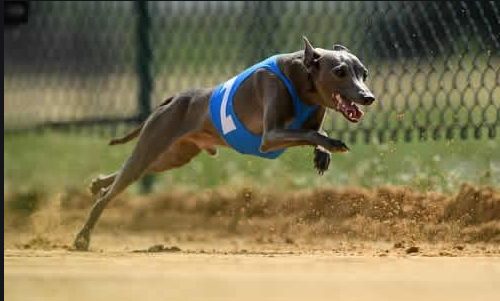 偷带狗狗上长途汽车 | 偷带宠物乘车之风，缘何屡禁不止？