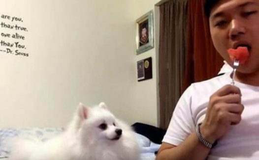 主人有意作出嗑西瓜姿势，狗狗在一旁暗地里偷窥，被发觉后演得精湛