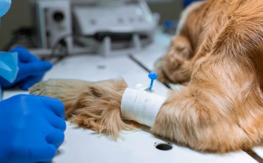 美国一宠物狗突发呼吸窘迫症,死后被查出感染新冠病毒