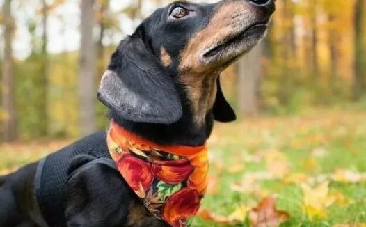 主人打狗,为啥狗从不反抗?兽医直言:在狗狗眼中你是这样的