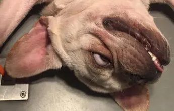 斗牛犬生产剖腹产多少钱 | 斗牛犬剖腹产身亡,主人索赔15.5万