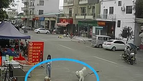狗绳绊倒老人致其死亡,牵狗女孩逃离现场