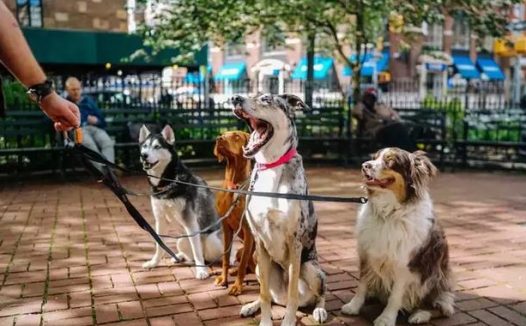 九旬老翁被狗碰倒,一月后身亡 法院判决,狗主人承担全责