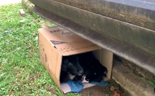 怀孕狗被主人当街遗弃，因心情低落受刺激，当晚就生下6只小狗！