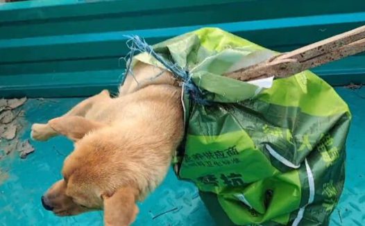 150块钱，不到15斤的小土狗被装麻袋卖上狗肉车，小伙：两天没喂它了