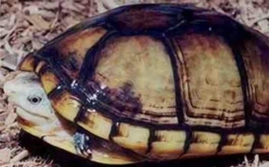 褶皱泥龟身份信息