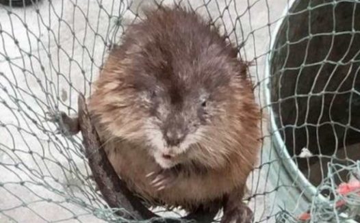 男子回家发现一只长相凶恶的老鼠 上网查惊了:身价超高