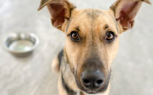 养宠经验分享:狗狗耳螨多怎么办