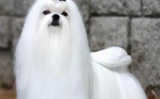 令人哭笑不得的高大尚贵族犬