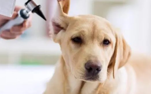 狗生病炎症一般一天喂几次药好