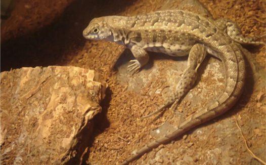 纹面弹簧蜥身份信息