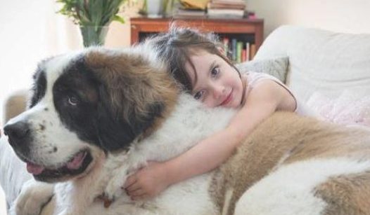 狗狗原先是先天性的高度近视，怪不得从远方叫他们，狗狗都是发愣一下