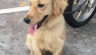 迷路金意外客串警犬 狂吠偷车贼帮忙逮人