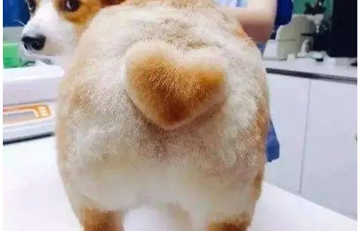 宠物狗伤人案件 | 宠物狗就闻了闻腿 他竟捅死狗主人，更令人气愤的是……