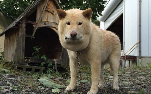 狗狗被蝮蛇咬了，它的脸都变为正方形了，请原谅我笑出眼泪说话来！