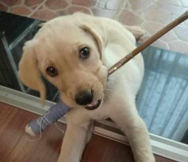 主人家拿着教鞭训狗，却反被机敏狗狗招数，网民看过开怀大笑