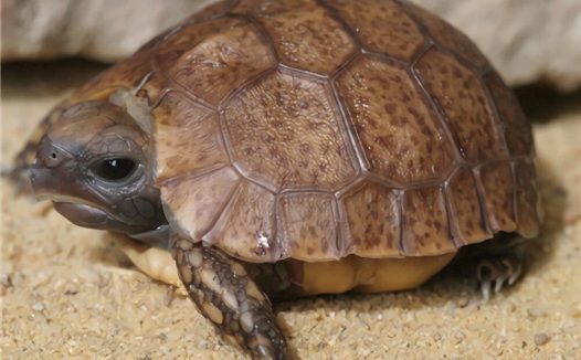 钟纹折背陆龟身份信息