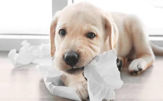 狗狗“沉迷撕纸”的5大缘故，在其中一个缘故，说出去怕你脸发红