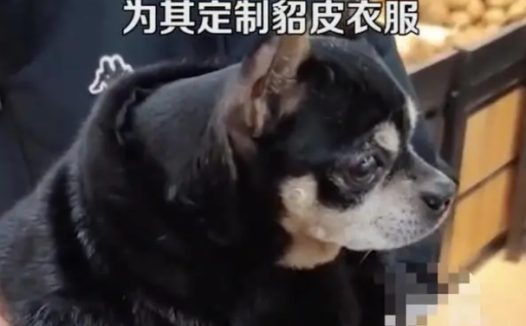 男子花2000元为宠物狗定制貂皮衣服,网友:人不如狗