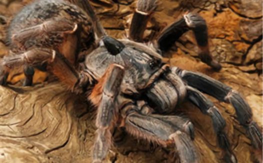 东非角巴布身份信息