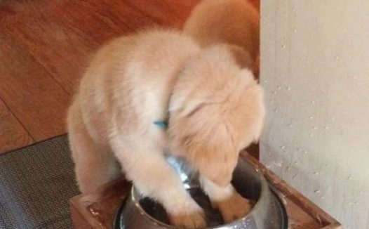 小黄金猎犬疯狂按摩水碗 妹妹在旁边接水喝