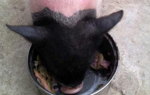 梦到猪头会变大 | 养了只猪当宠物,这货3个月不但把我吃穷了 还霸占了邻居的狗食