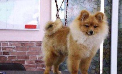 爱犬美容惨遭剪耳主人找宠物店理论