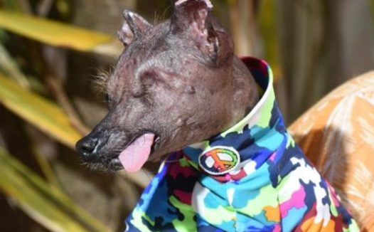 狗狗外出要穿漂亮的衣服,也要擦防晒乳,主人家并不是娇情只是真情