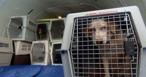 用狗当毒骡运海洛因 两美国男子被控