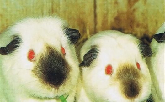 喜马拉雅天竺鼠身份信息