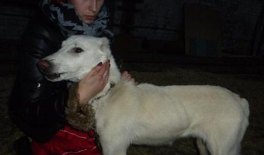 丈夫夺走宠物犬又丢弃,原主人家超越2000千米,还要带它回家了