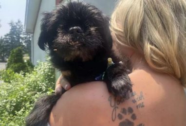 为了不让17岁爱犬错过婚礼，主人决定在宠物医院举办仪式