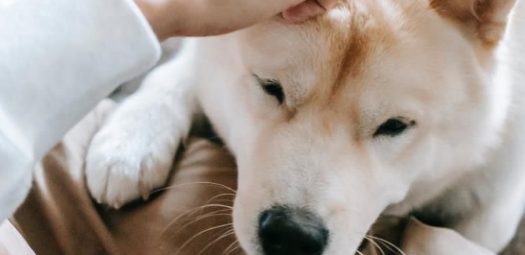 现实版“忠犬八公”,狗狗风雨无阻在车站等待主人出现