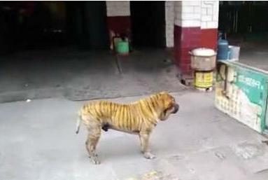 偶遇一只老虎狗, 主人真是时髦, 这么染色让老虎情何以堪