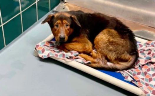 得知要被安乐死,绝望的狗狗彻底放弃了自己,幸运的是…