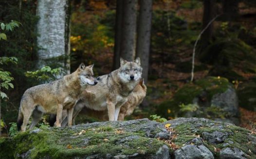 3只灰狼现身黑龙江,没找到猎物就围攻小狗,被石头砸中也不松口