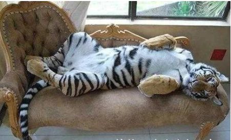 男子家里养了只老虎，从此狐朋狗友躲得远远的！