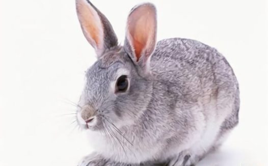 银狐兔身份信息